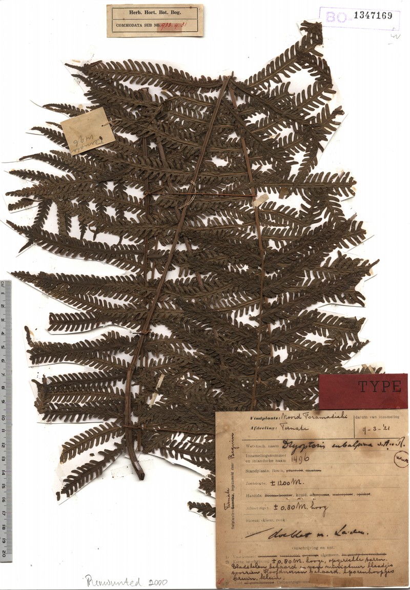 Thelypteris subalpina