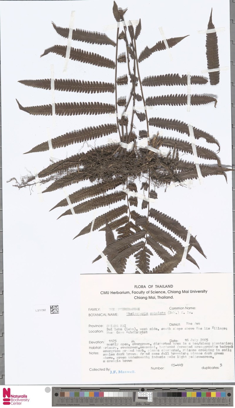 Thelypteris subelata