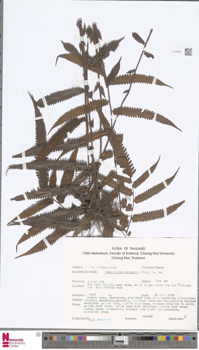 Thelypteris subelata photo 2