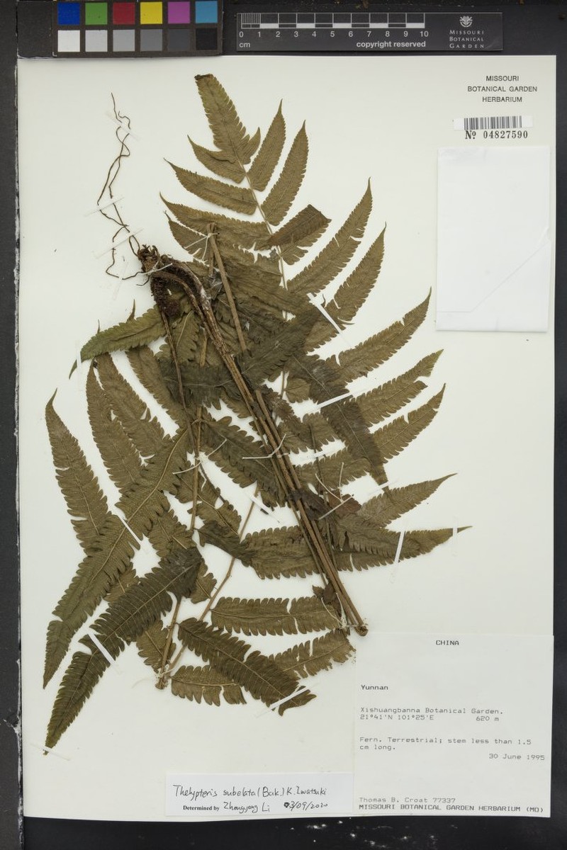 Thelypteris subelata photo 3