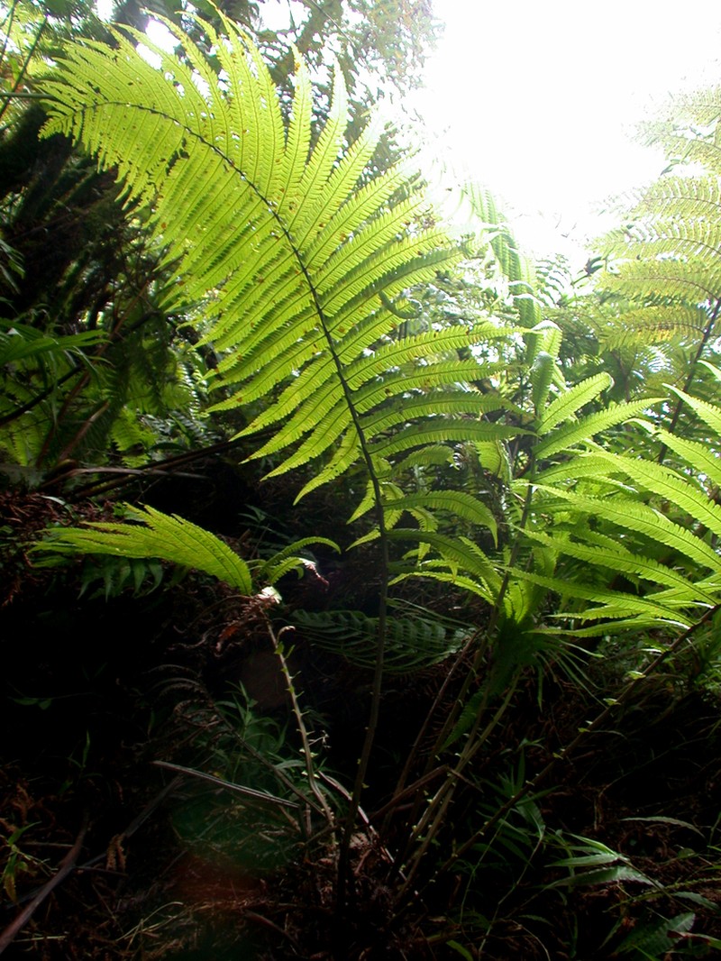 Thelypteris subpectinata