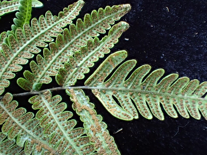 Thelypteris subpectinata photo 2