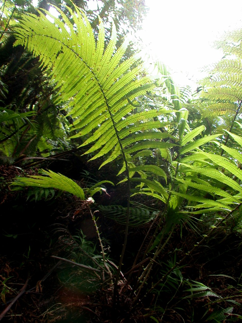Thelypteris subpectinata photo 4
