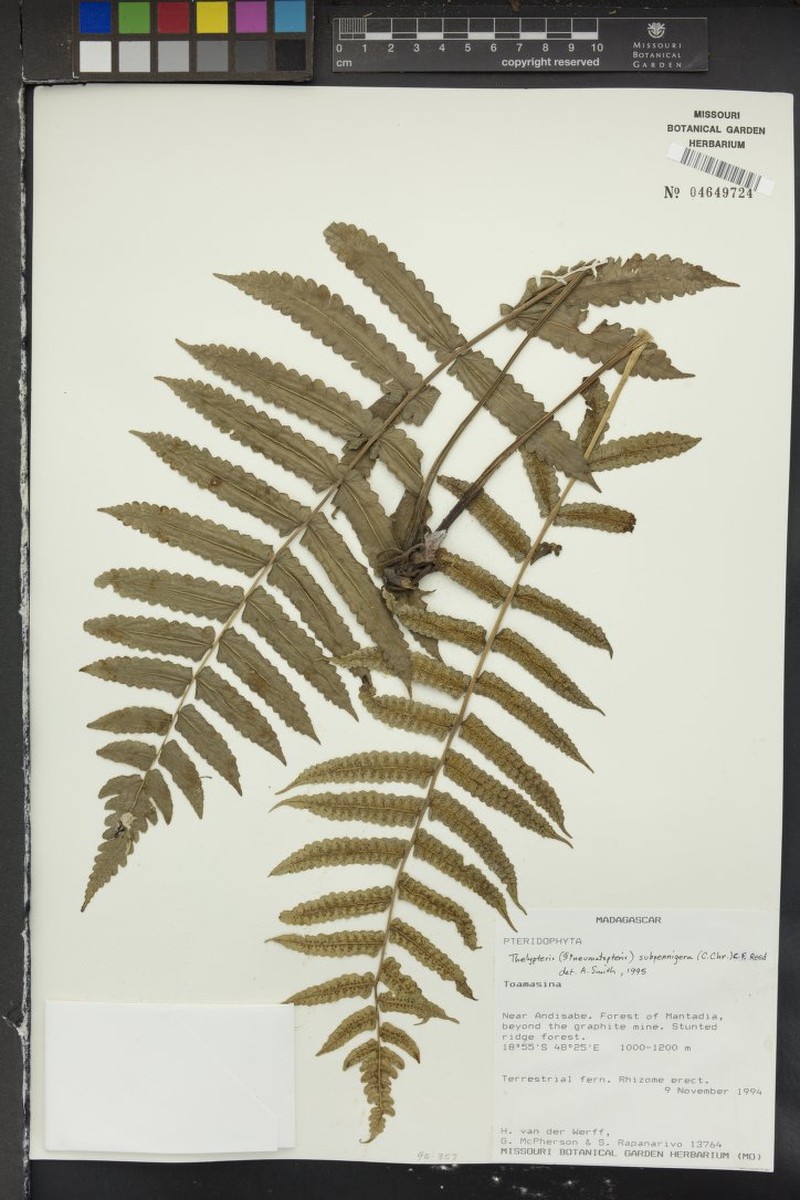 Thelypteris subpennigera