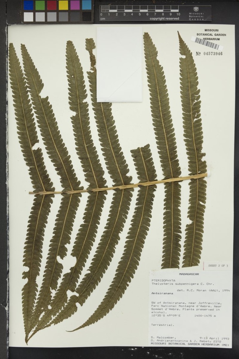 Thelypteris subpennigera photo 2