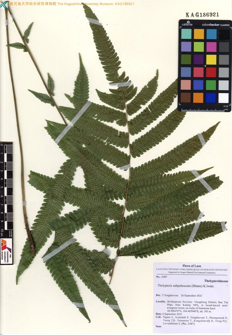 Thelypteris subpubescens
