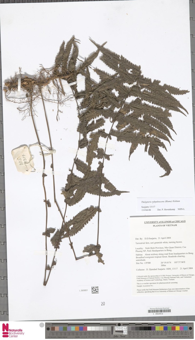 Thelypteris subpubescens photo 2