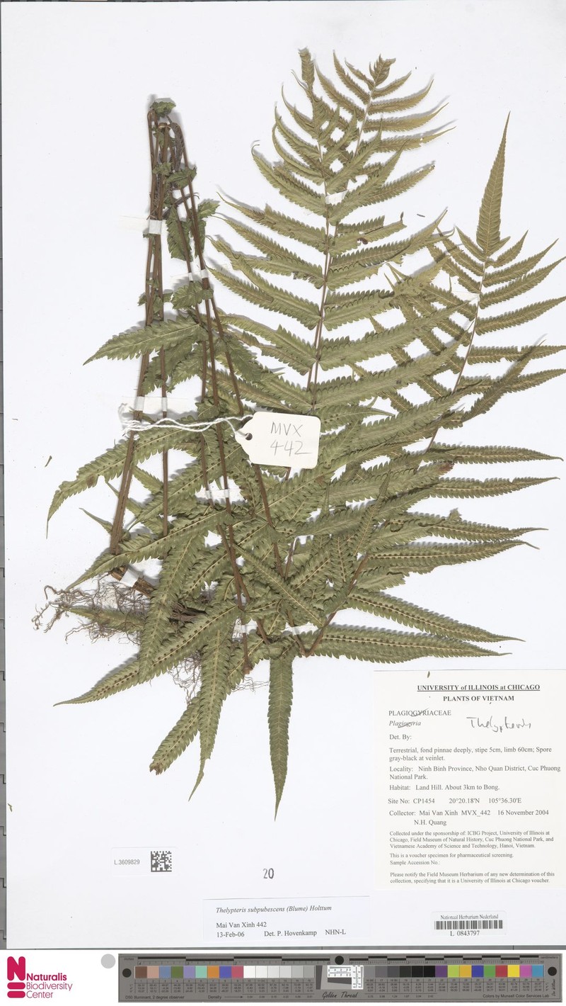 Thelypteris subpubescens photo 3
