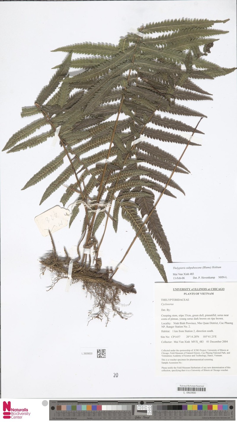 Thelypteris subpubescens photo 4
