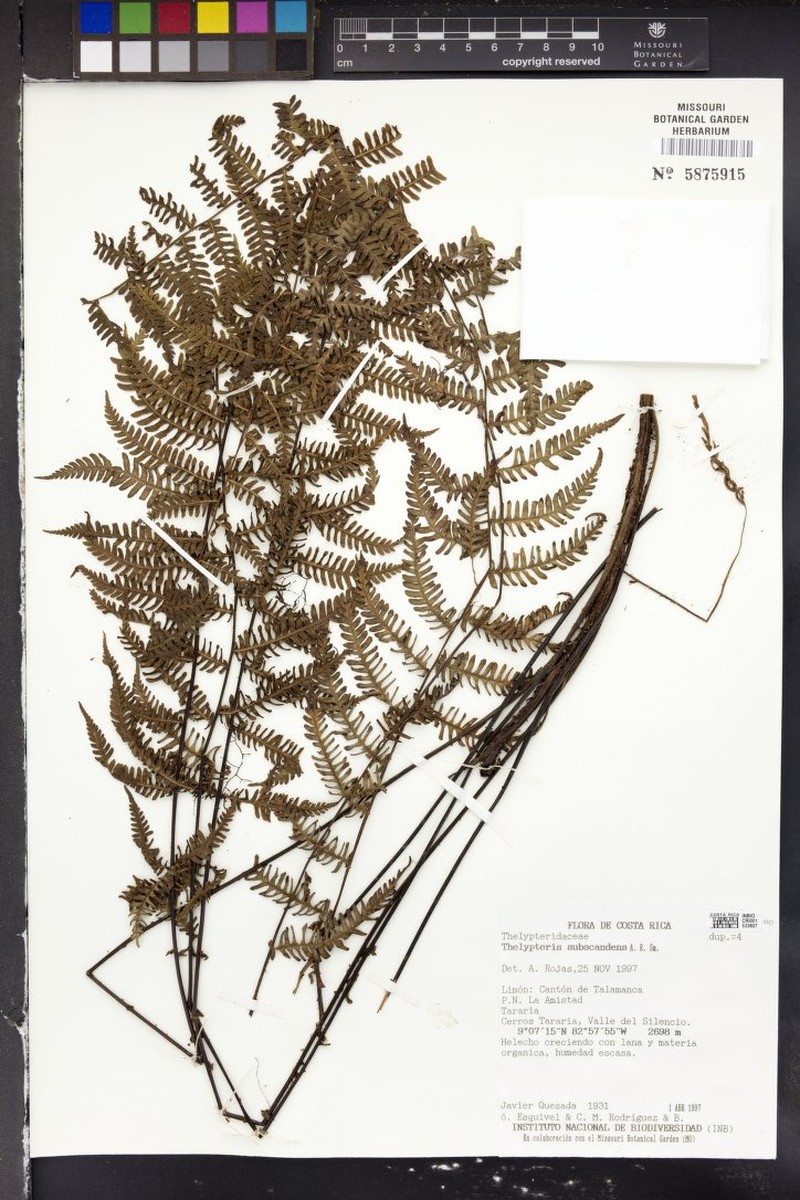 Thelypteris subscandens