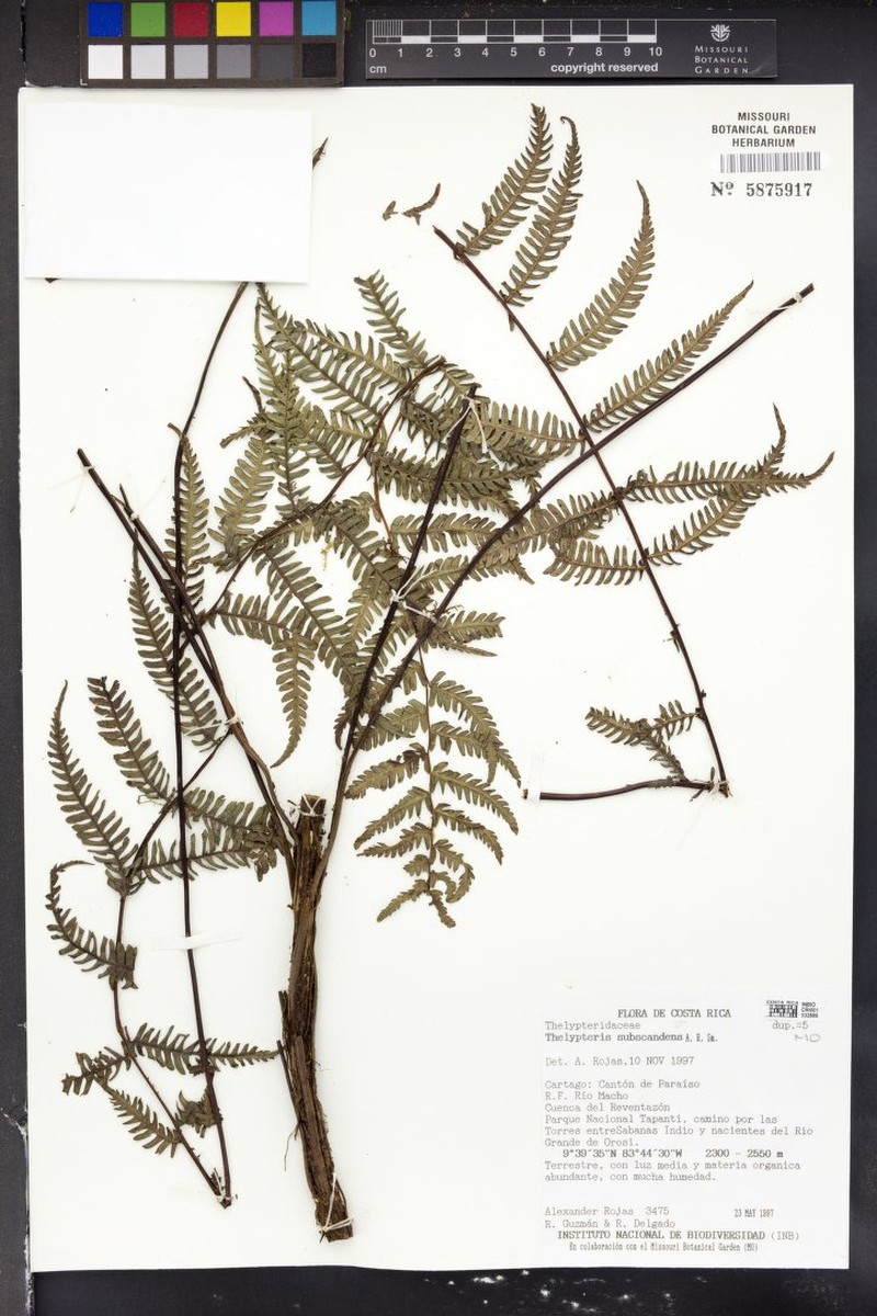 Thelypteris subscandens photo 2