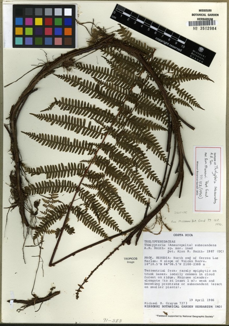 Thelypteris subscandens photo 3