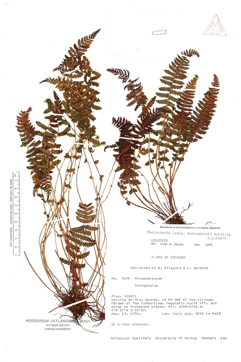 Thelypteris subtilis