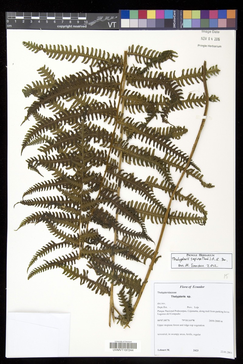Thelypteris supina