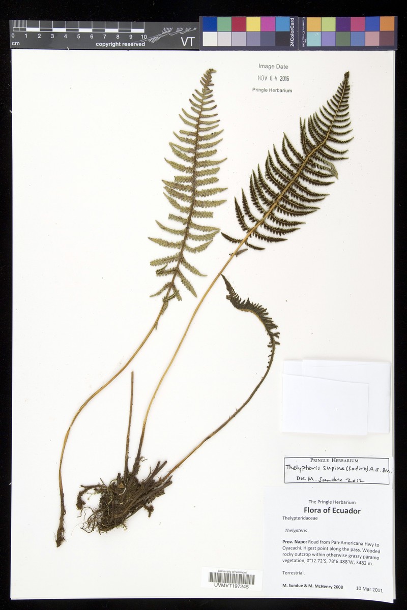 Thelypteris supina photo 2