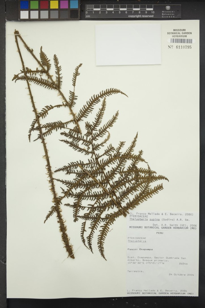 Thelypteris supina photo 3