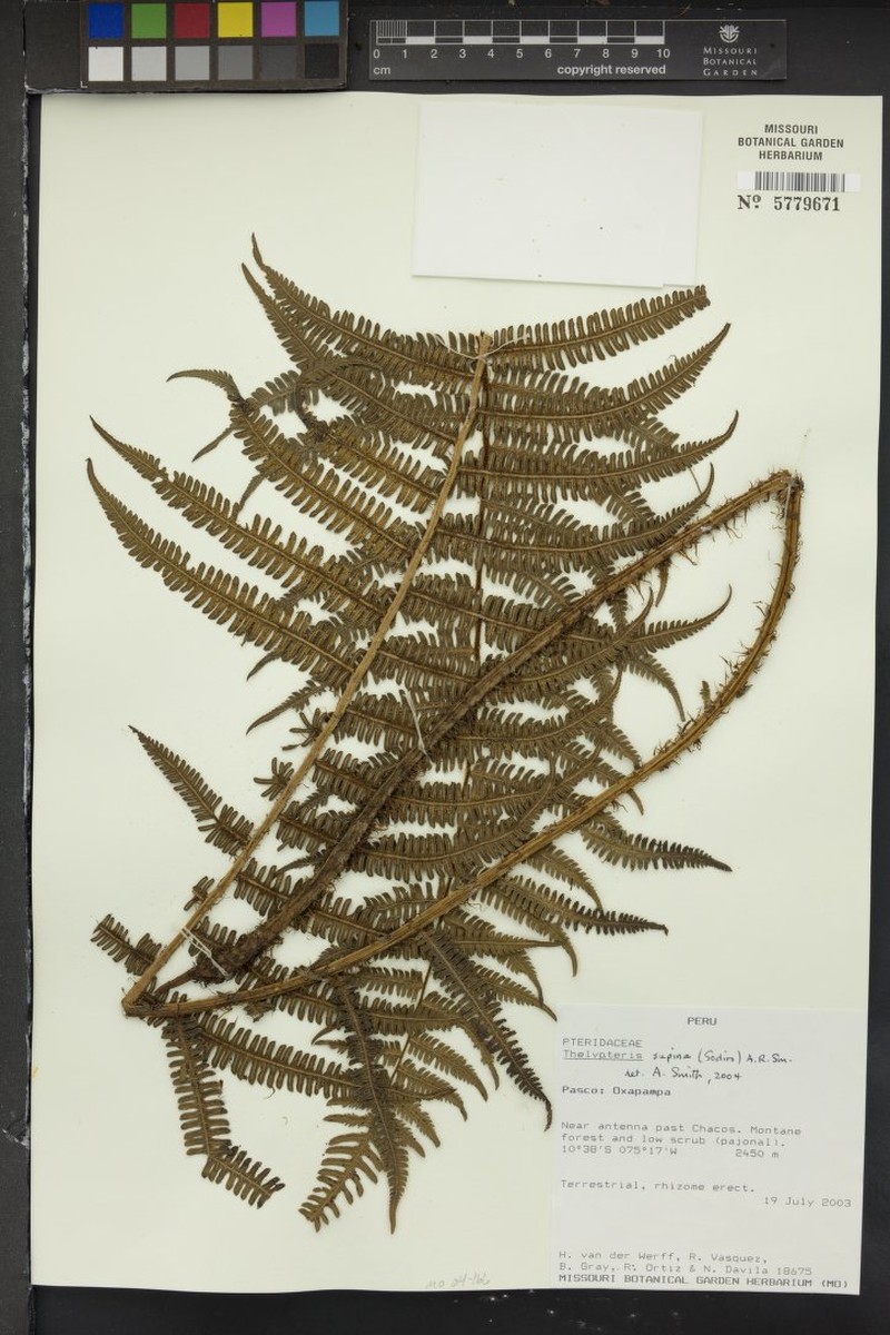 Thelypteris supina photo 4