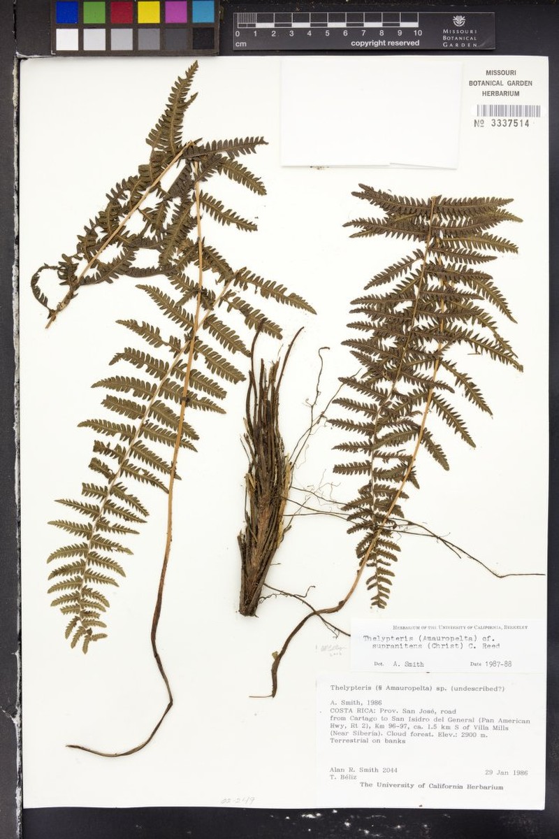 Thelypteris supranitens