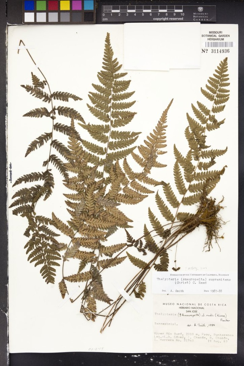 Thelypteris supranitens photo 2