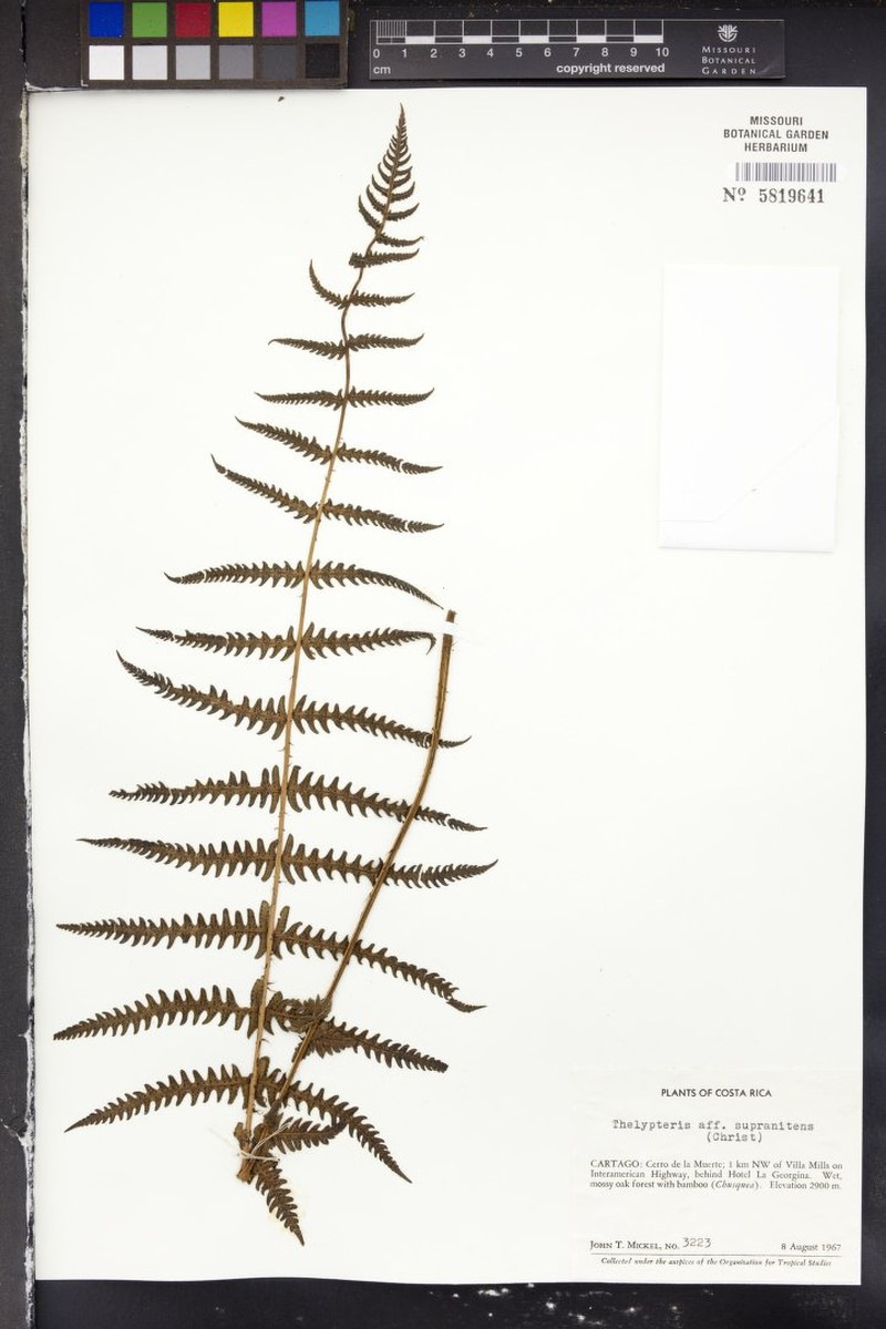 Thelypteris supranitens photo 3