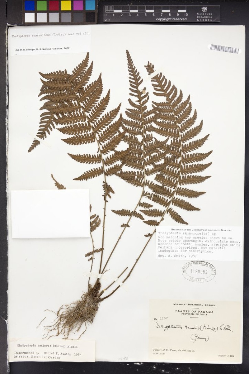 Thelypteris supranitens photo 4