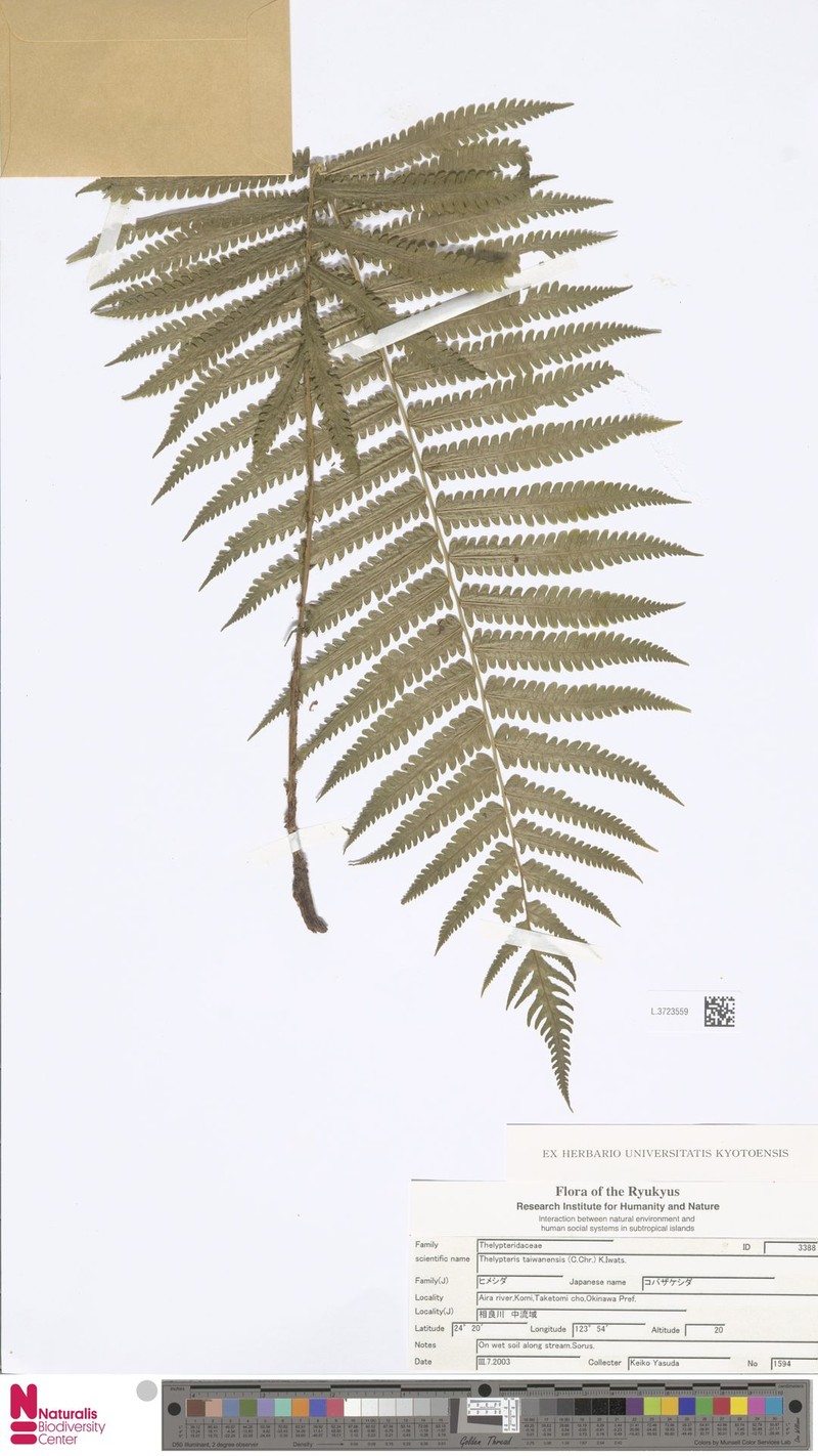 Taiwan Maiden Fern