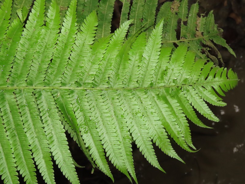 Taiwan Maiden Fern