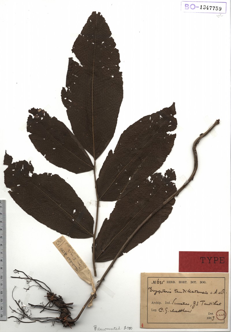 Thelypteris tandikatensis