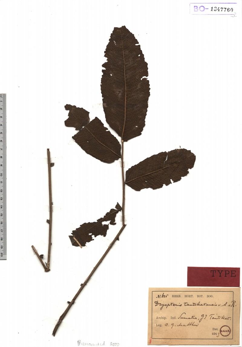 Thelypteris tandikatensis photo 2