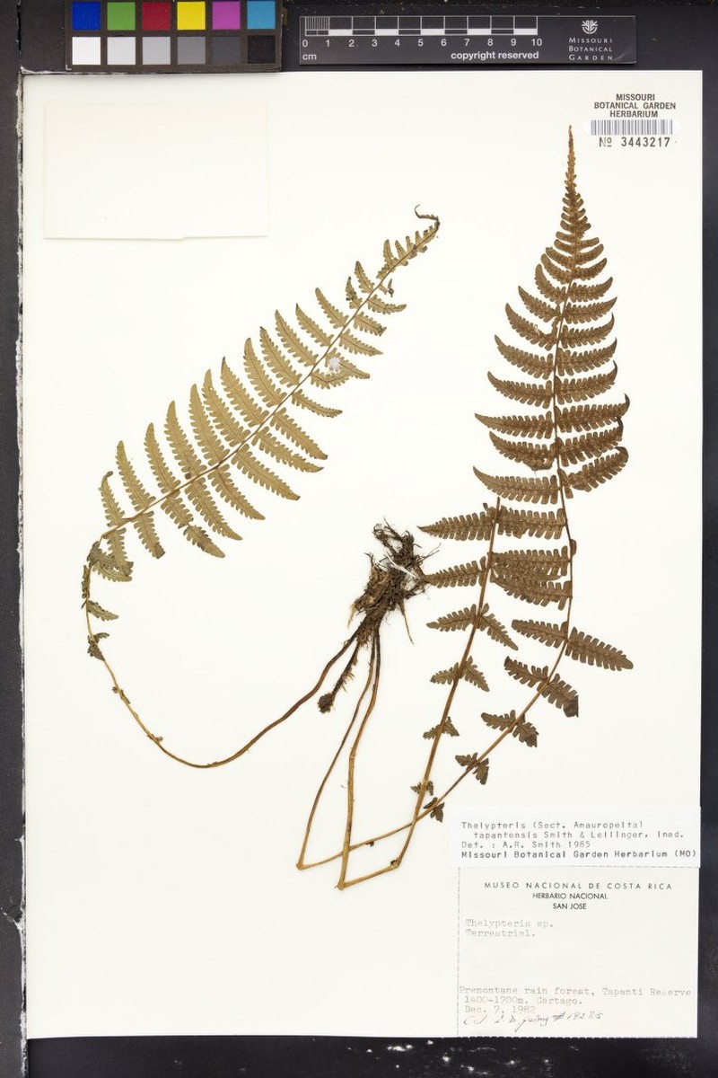 Thelypteris tapantensis