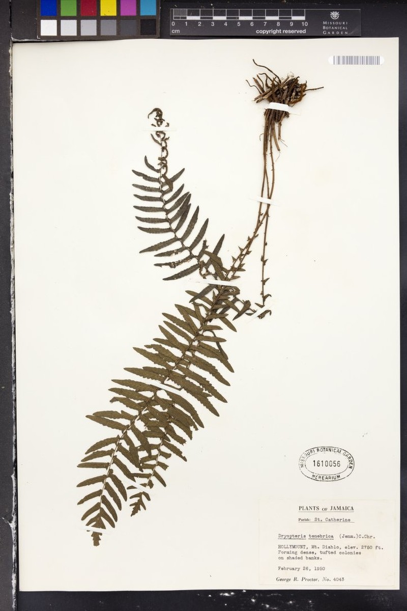 Thelypteris tenebrica