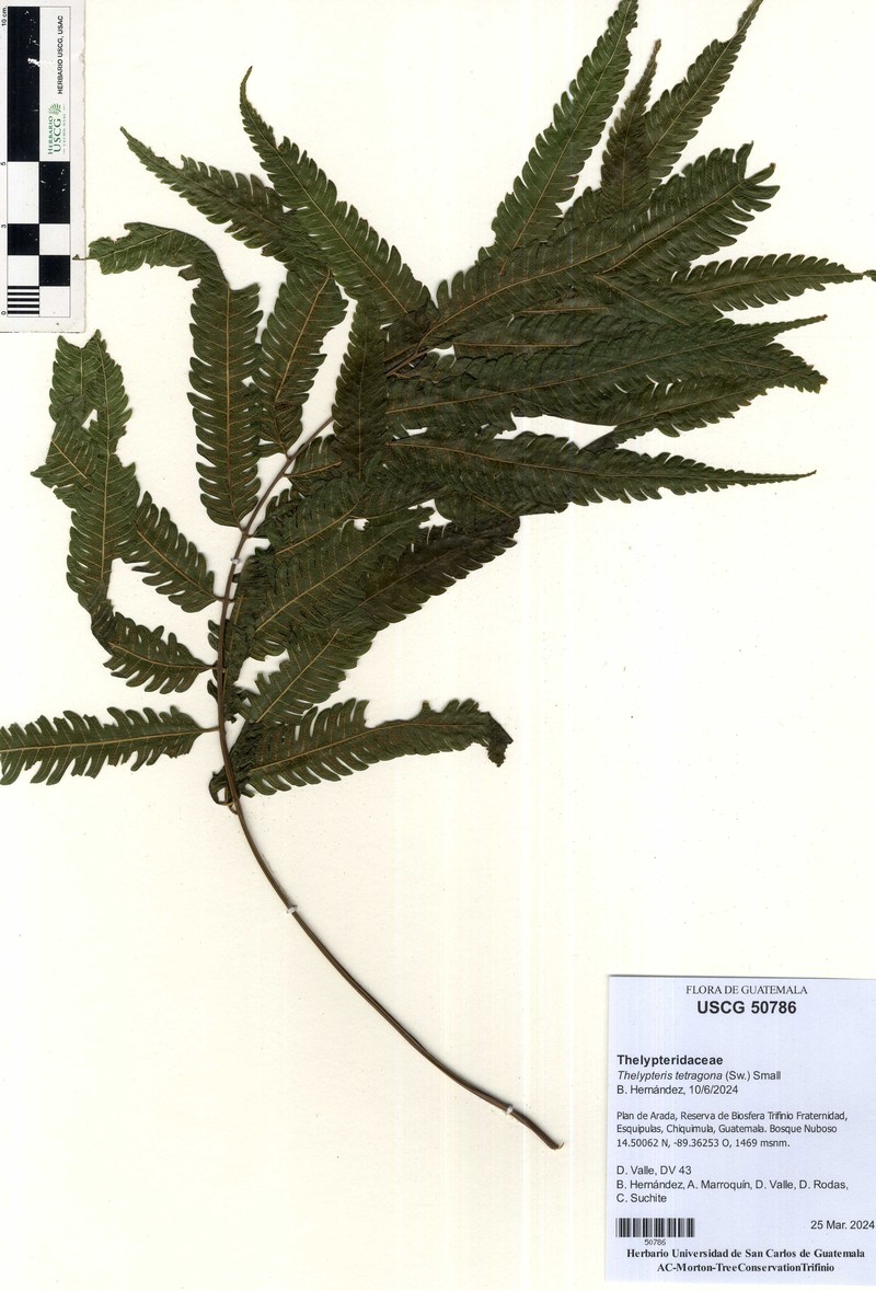 Freetip Maiden Fern