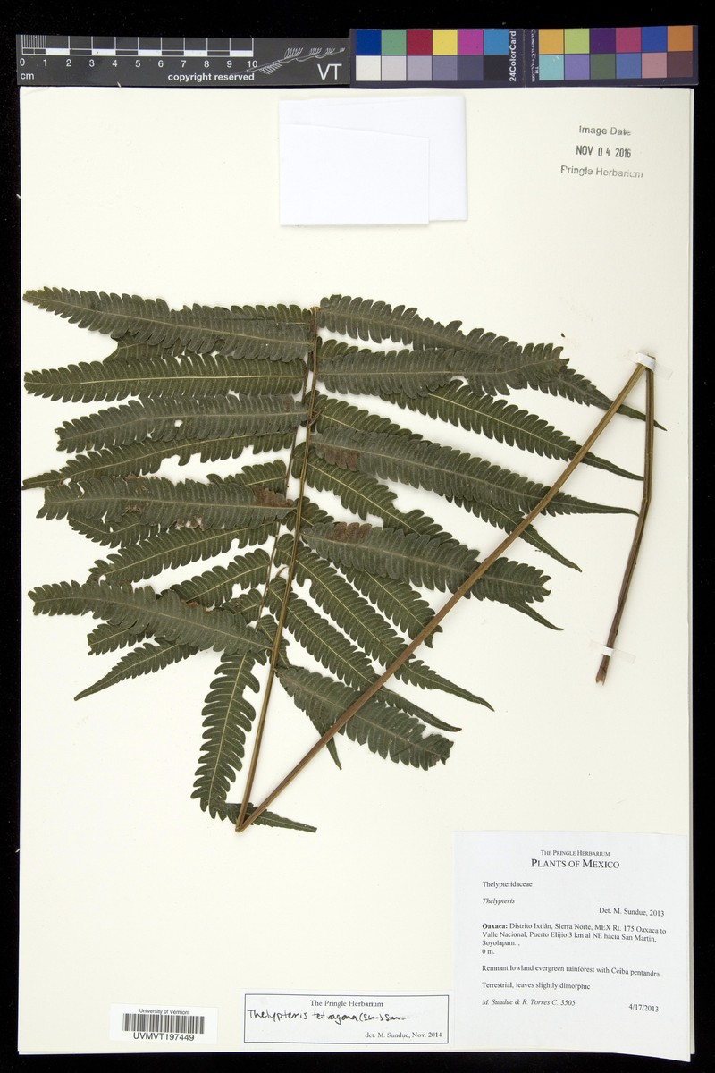 Freetip Maiden Fern photo 2
