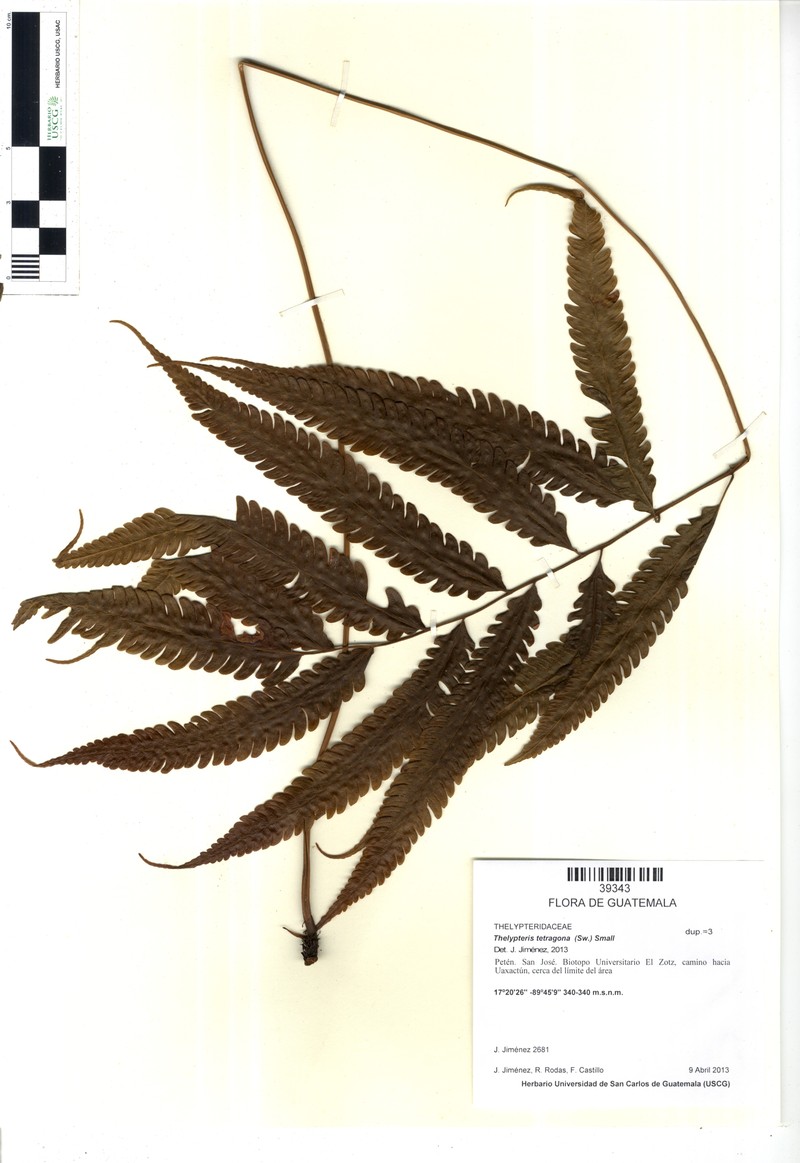 Freetip Maiden Fern photo 3