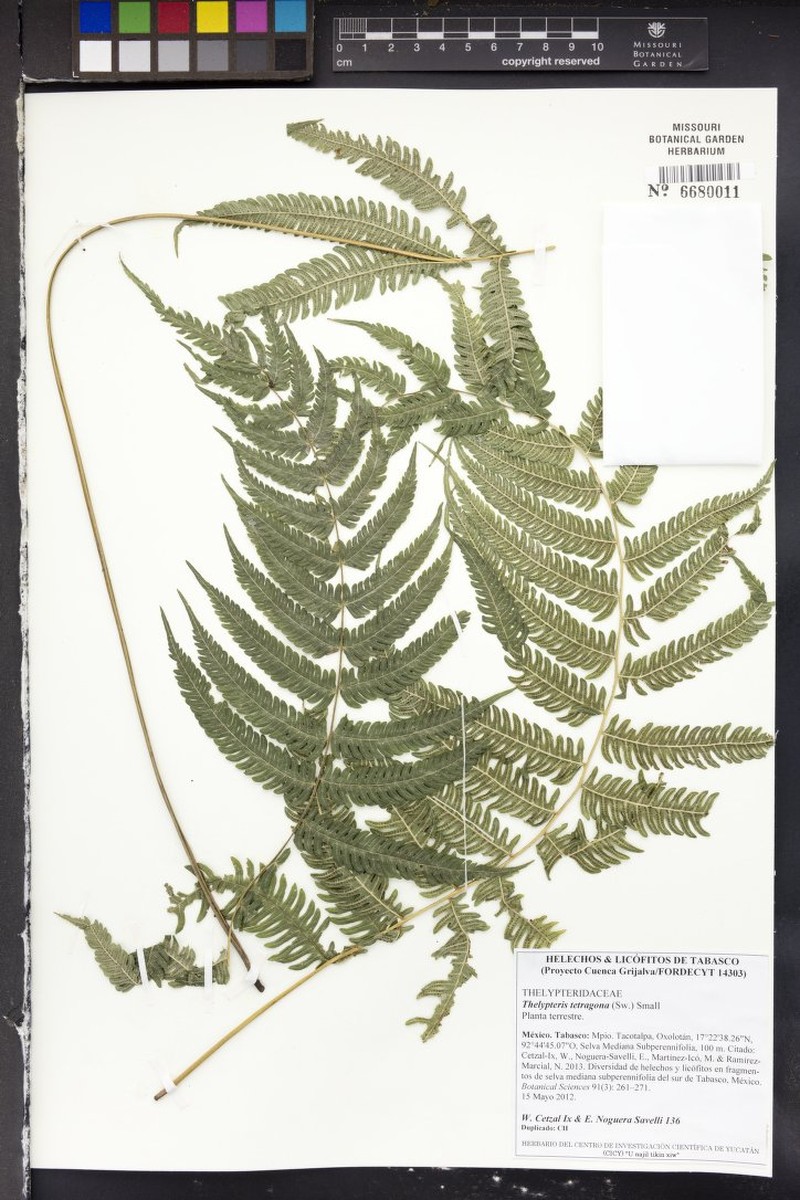 Freetip Maiden Fern photo 4