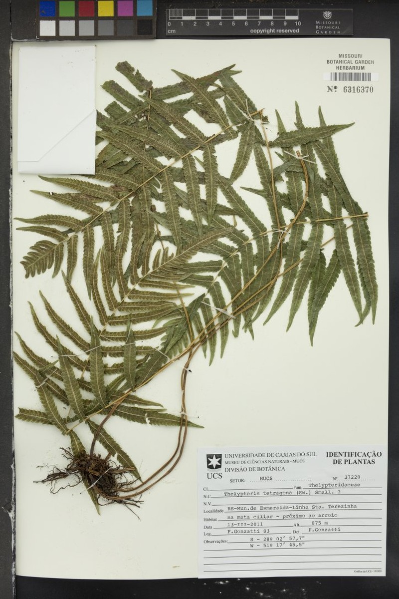 Freetip Maiden Fern photo 5