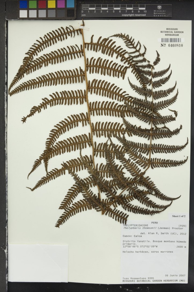 Thelypteris thomsonii