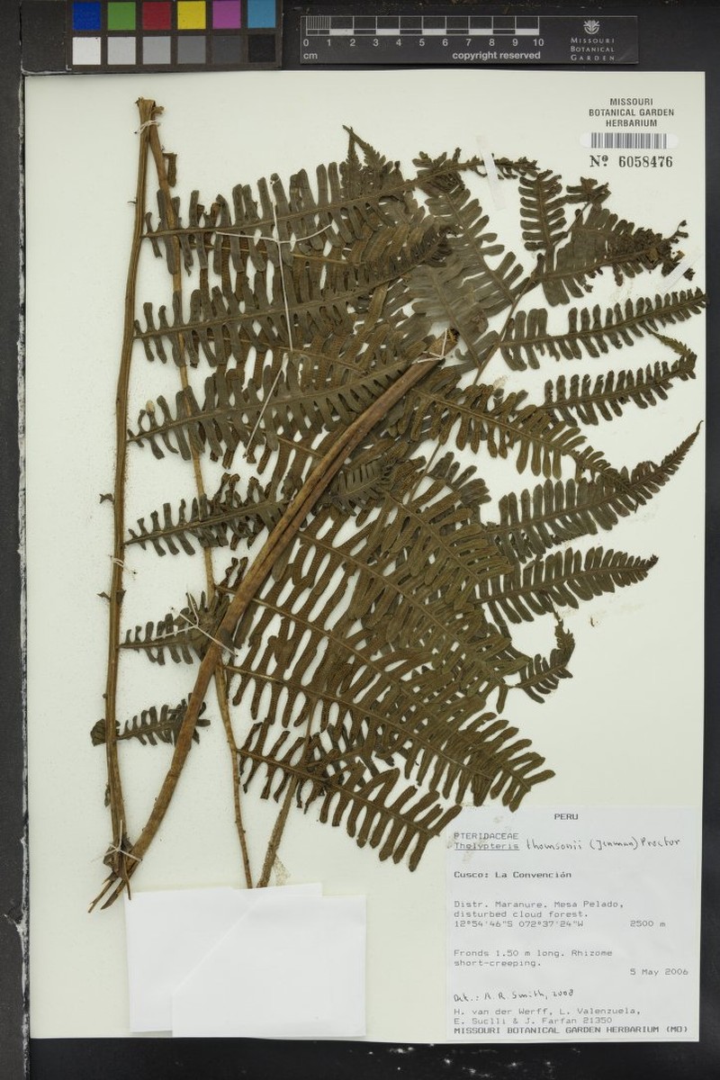Thelypteris thomsonii photo 2