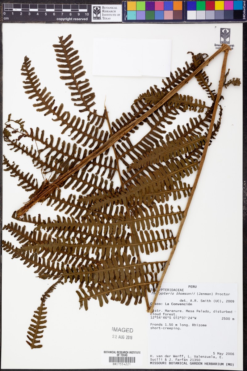 Thelypteris thomsonii photo 3