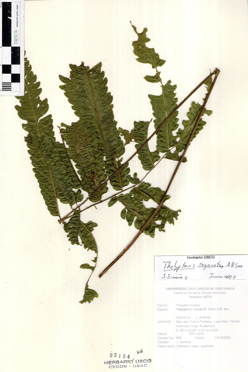 Thelypteris toganetra