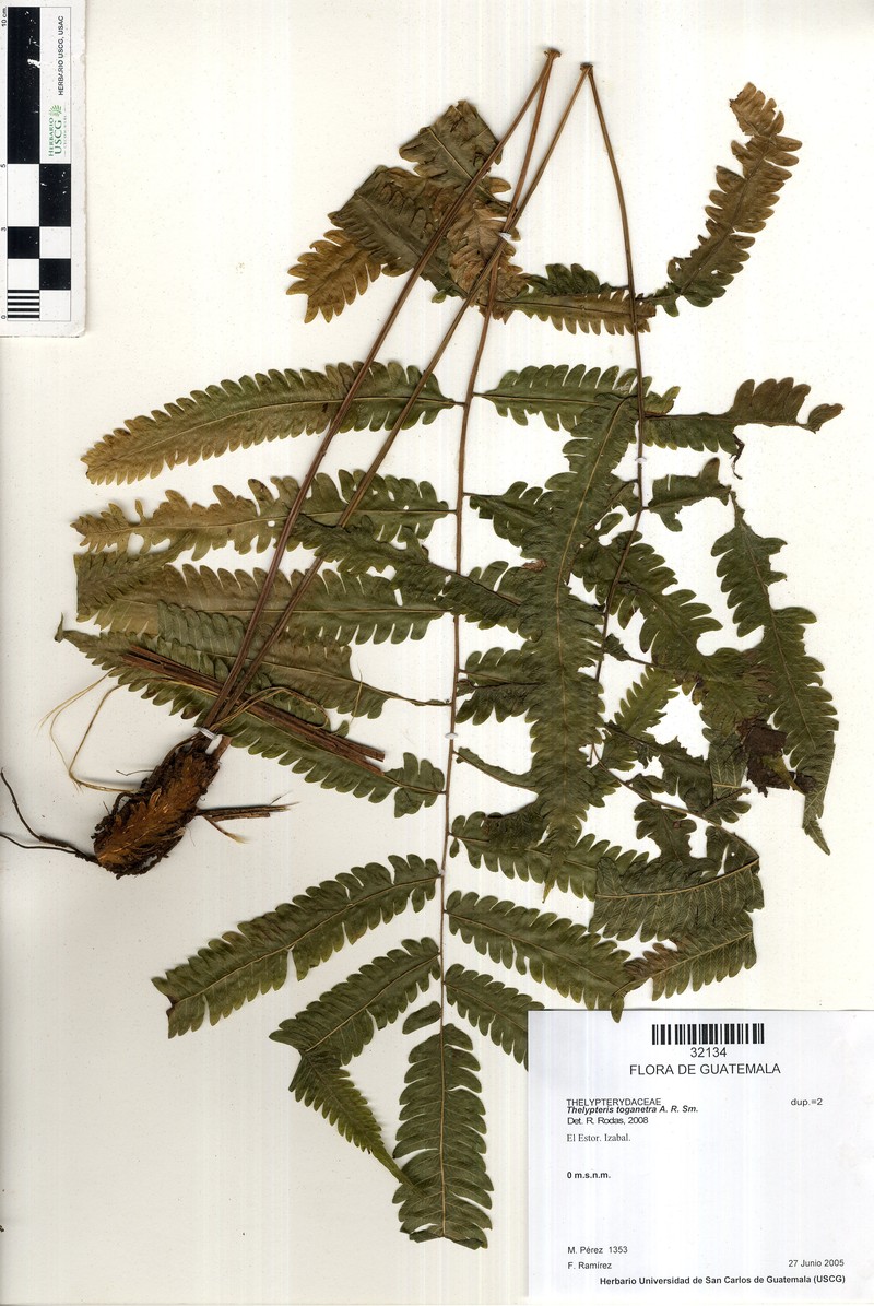 Thelypteris toganetra photo 2