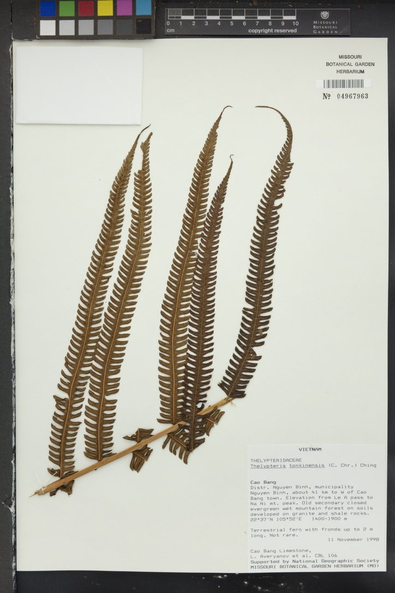 Thelypteris tonkinensis