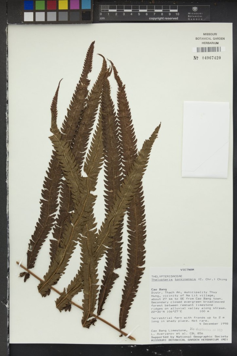 Thelypteris tonkinensis photo 2