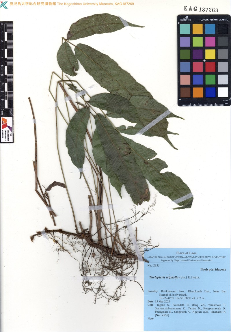 Threeleaf Maiden Fern photo 2