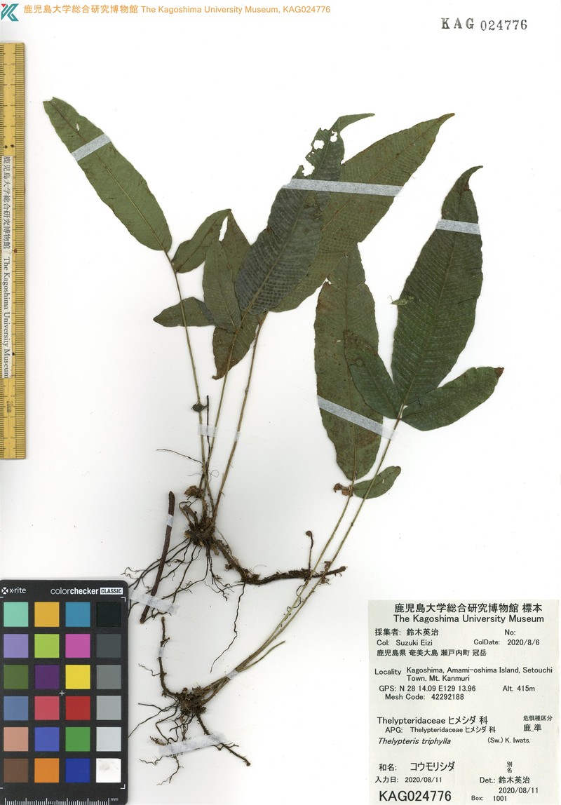 Threeleaf Maiden Fern photo 3