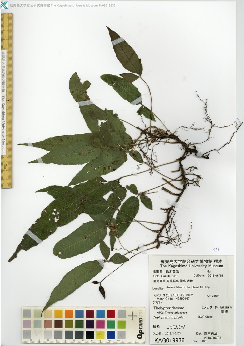 Threeleaf Maiden Fern photo 4