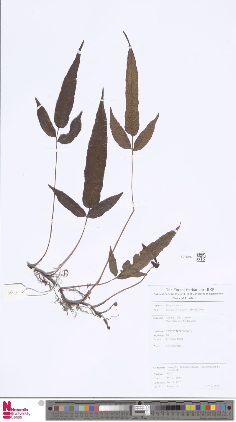 Threeleaf Maiden Fern photo 5