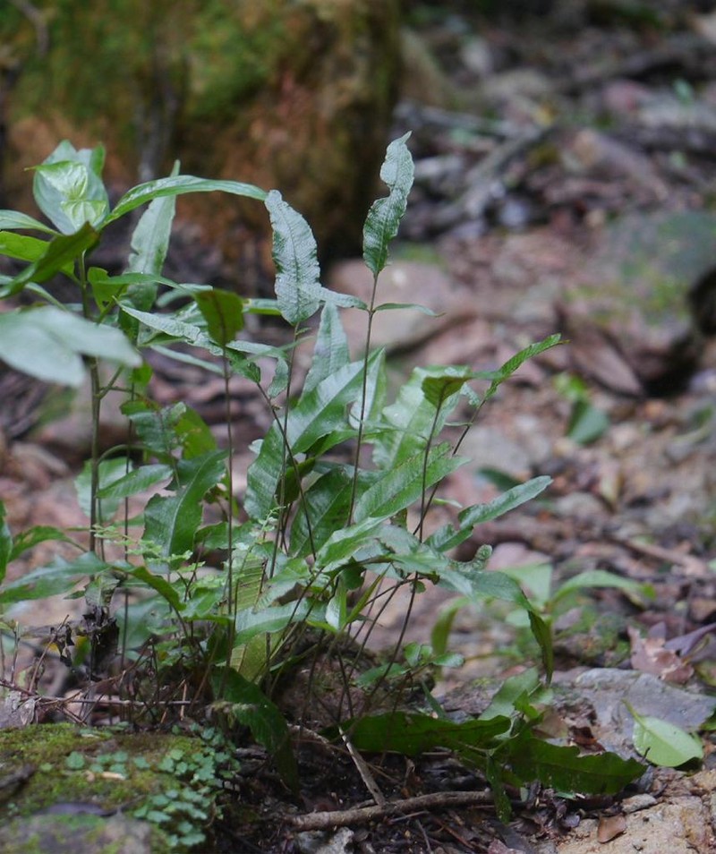 Threeleaf Maiden Fern