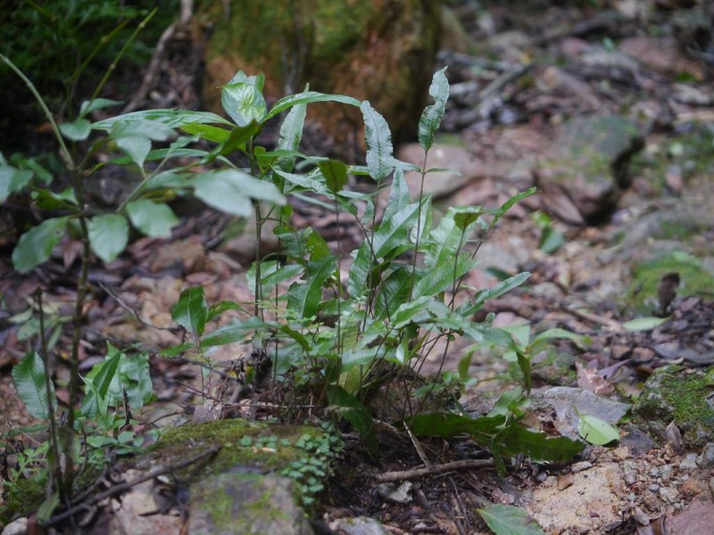 Threeleaf Maiden Fern photo 6