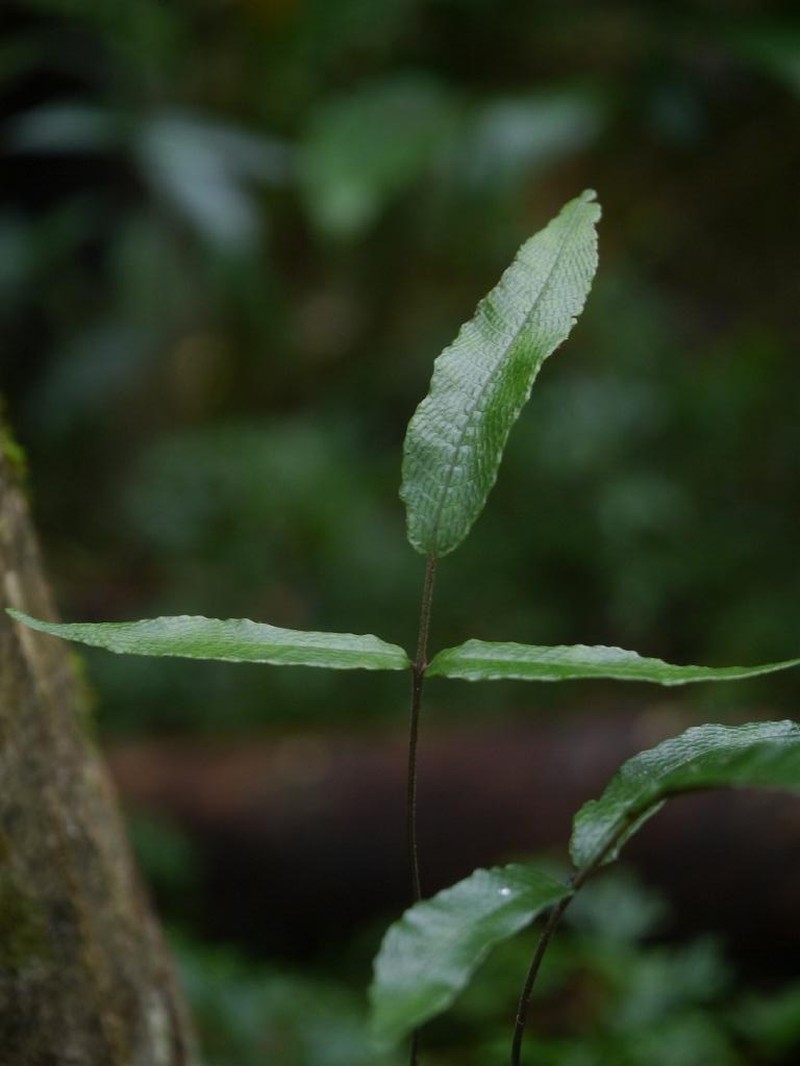 Threeleaf Maiden Fern photo 7